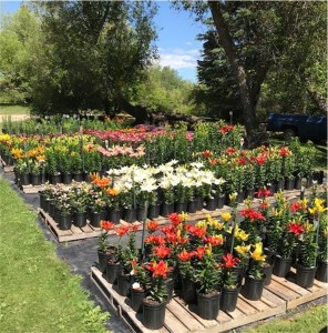 Potted lilies