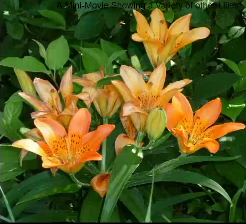 Lilium daruicum