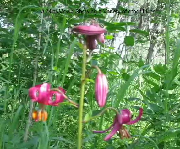 Martagon Lily