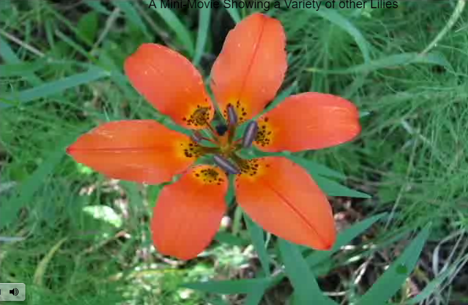 Western Red Lily