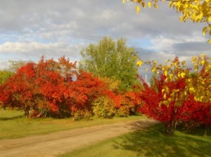 Amur maples greet visitors 