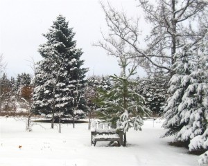Allans garden winter