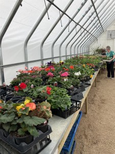 Inside greenhouse