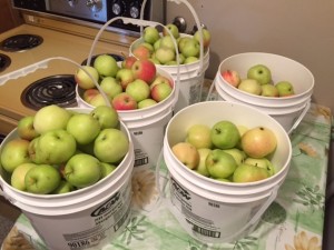 Harlequin Apples