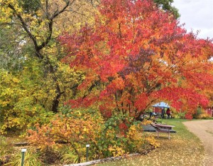 Amur Maple