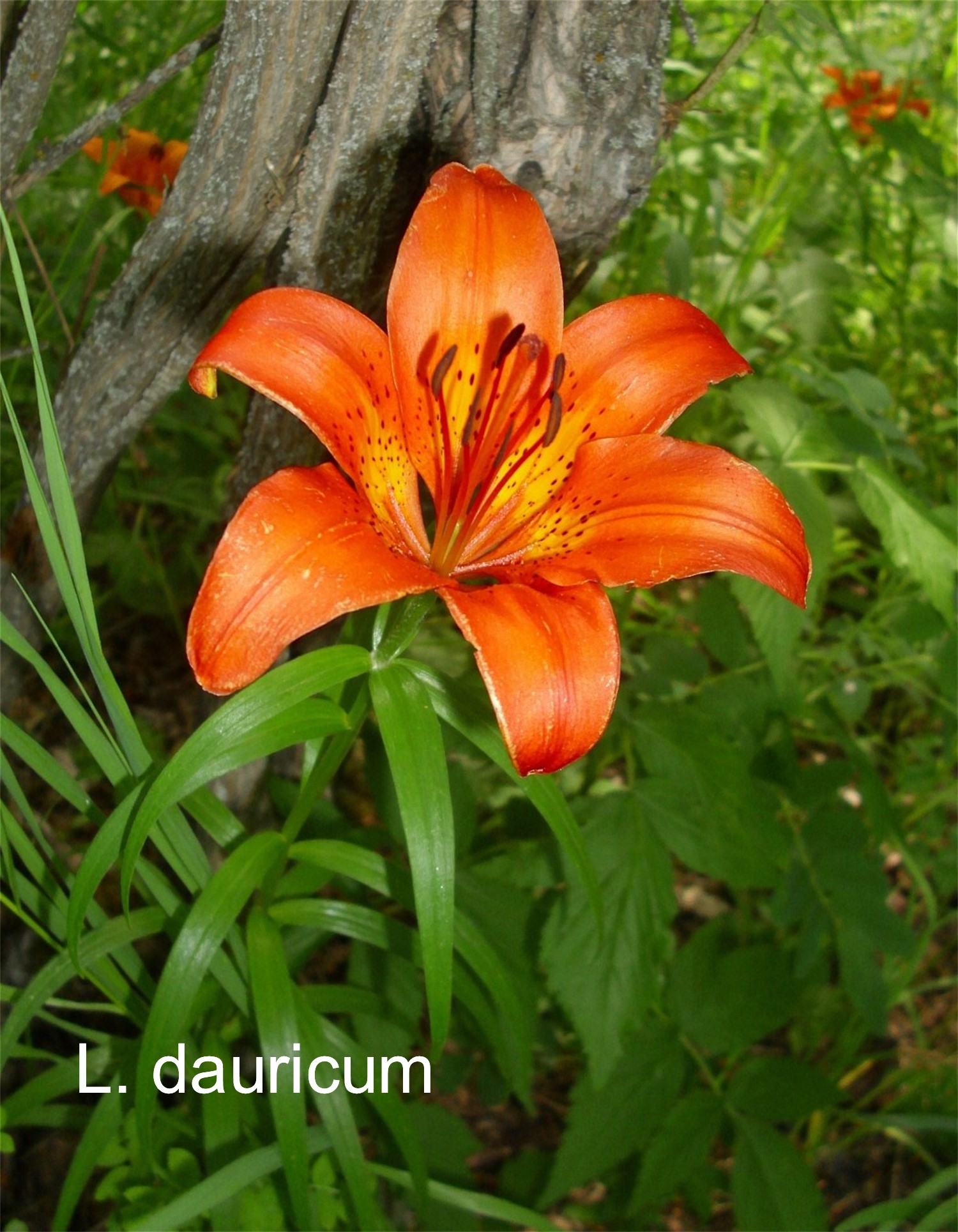 Lilium dauricum 