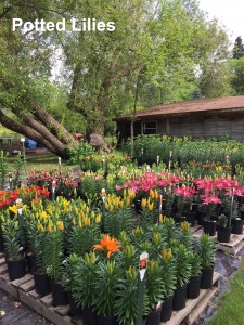 Potted lilies