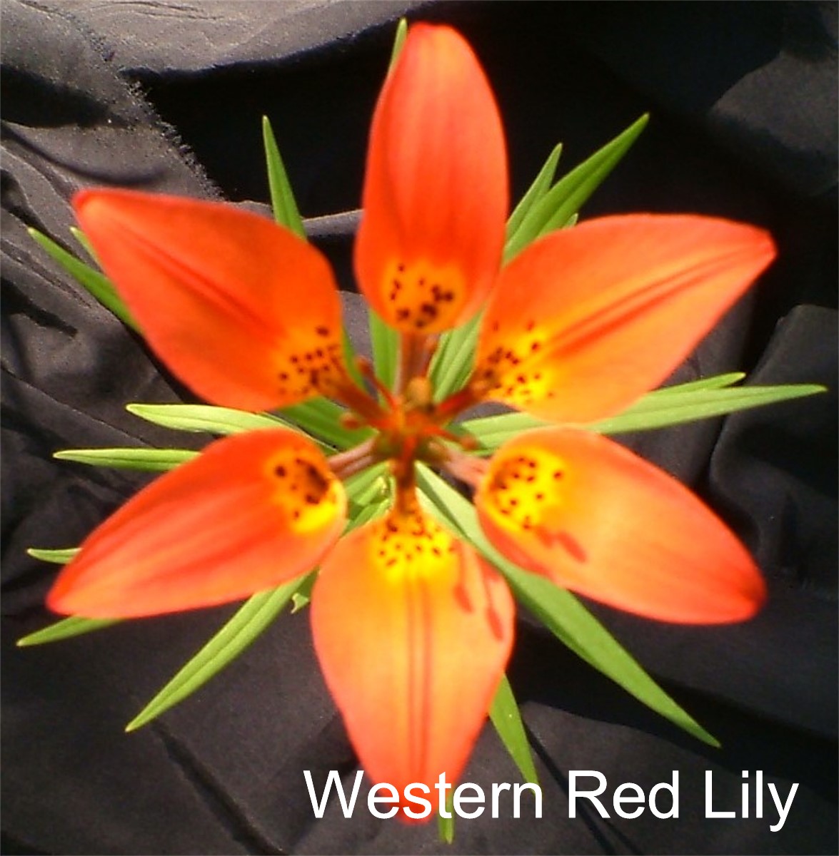 Western Red Lily