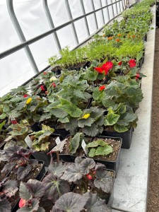 Row of Annuals