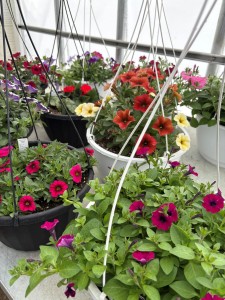Spring Baskets